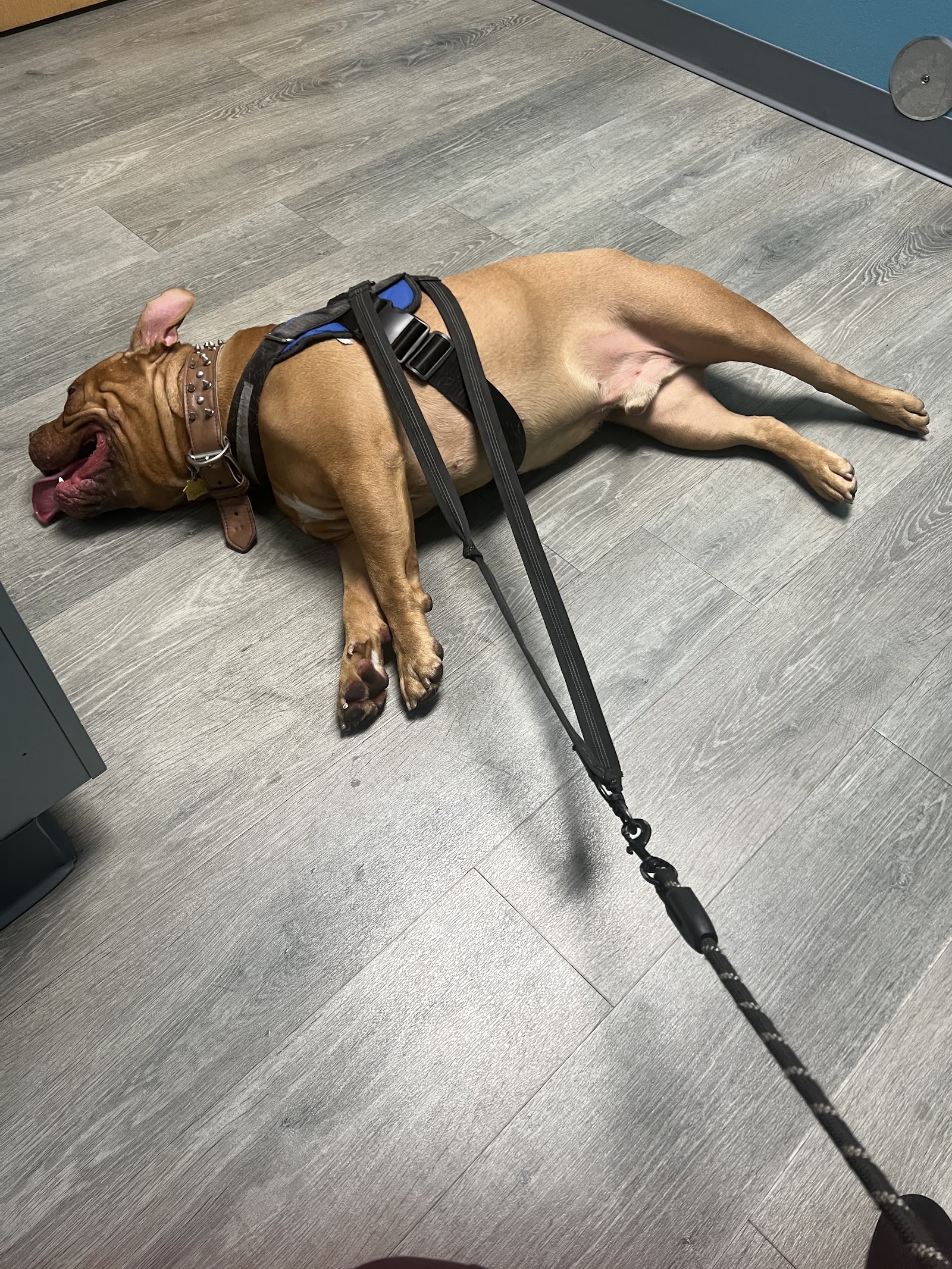 APAWS Veterinary Hospital in Eastpointe