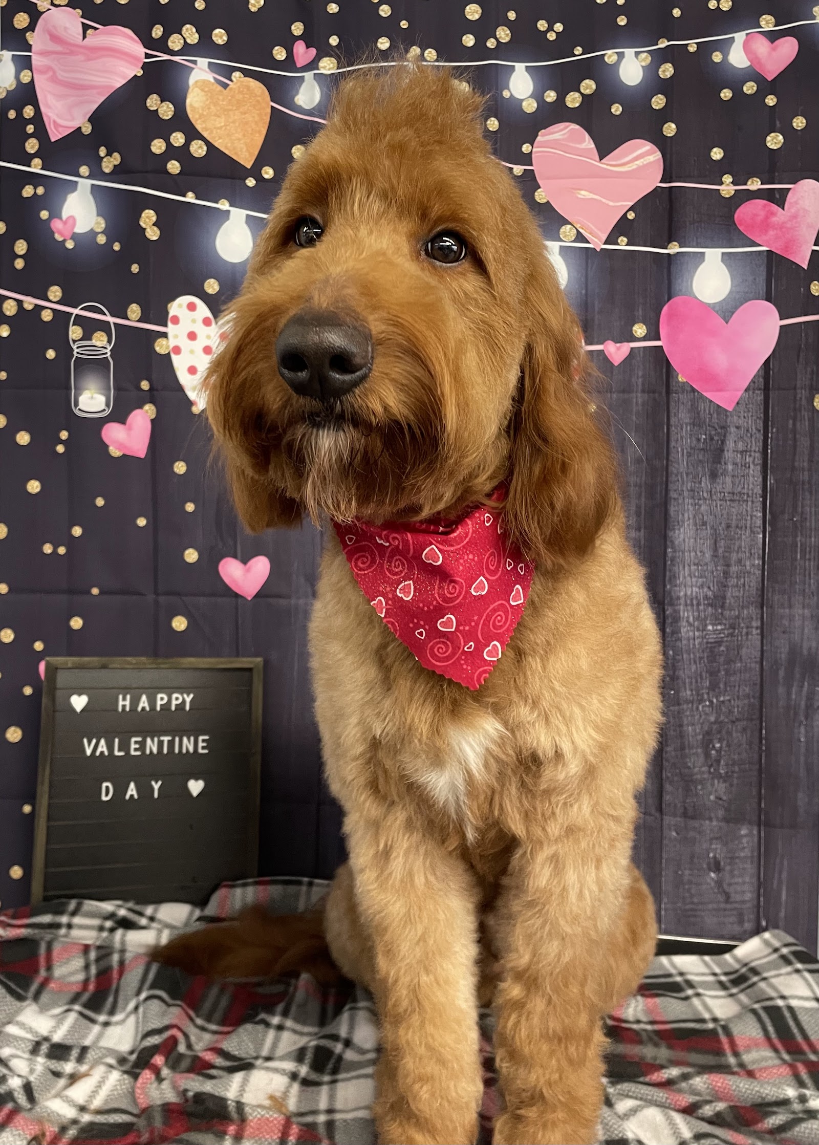 Doggie Parlor — photo