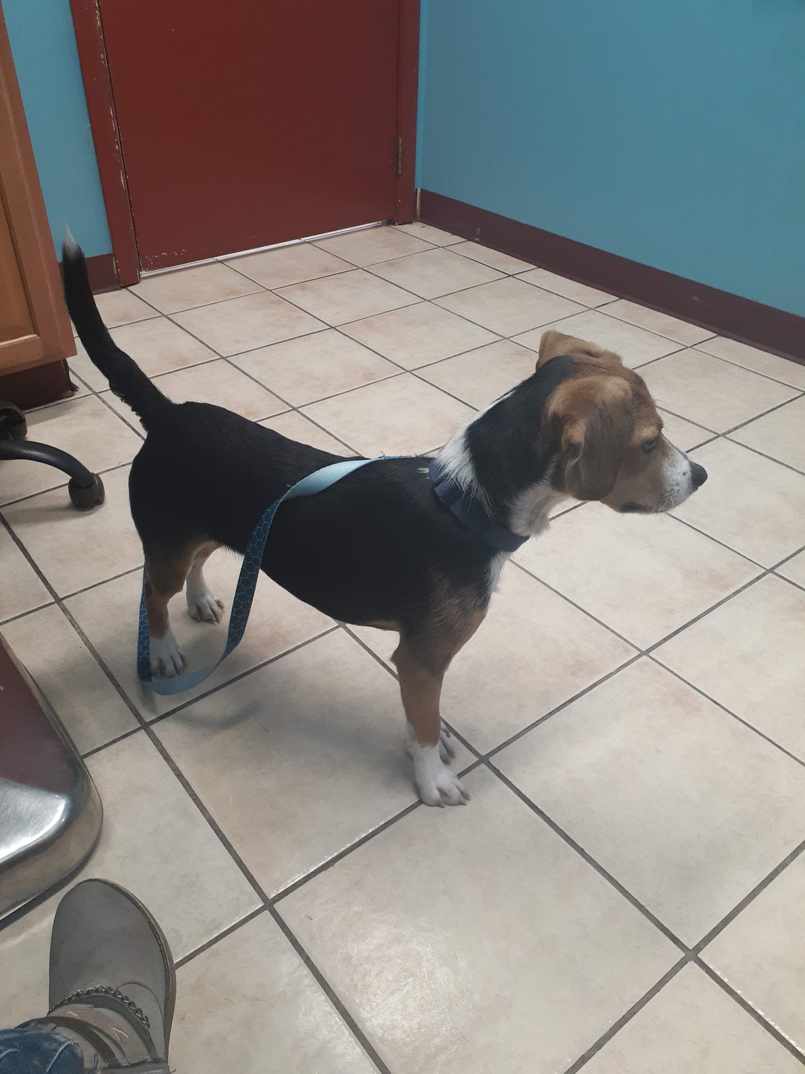 Eastpointe Animal Hospital in Eastpointe