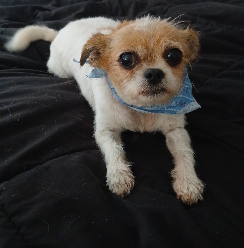Kim's Dog Grooming — photo