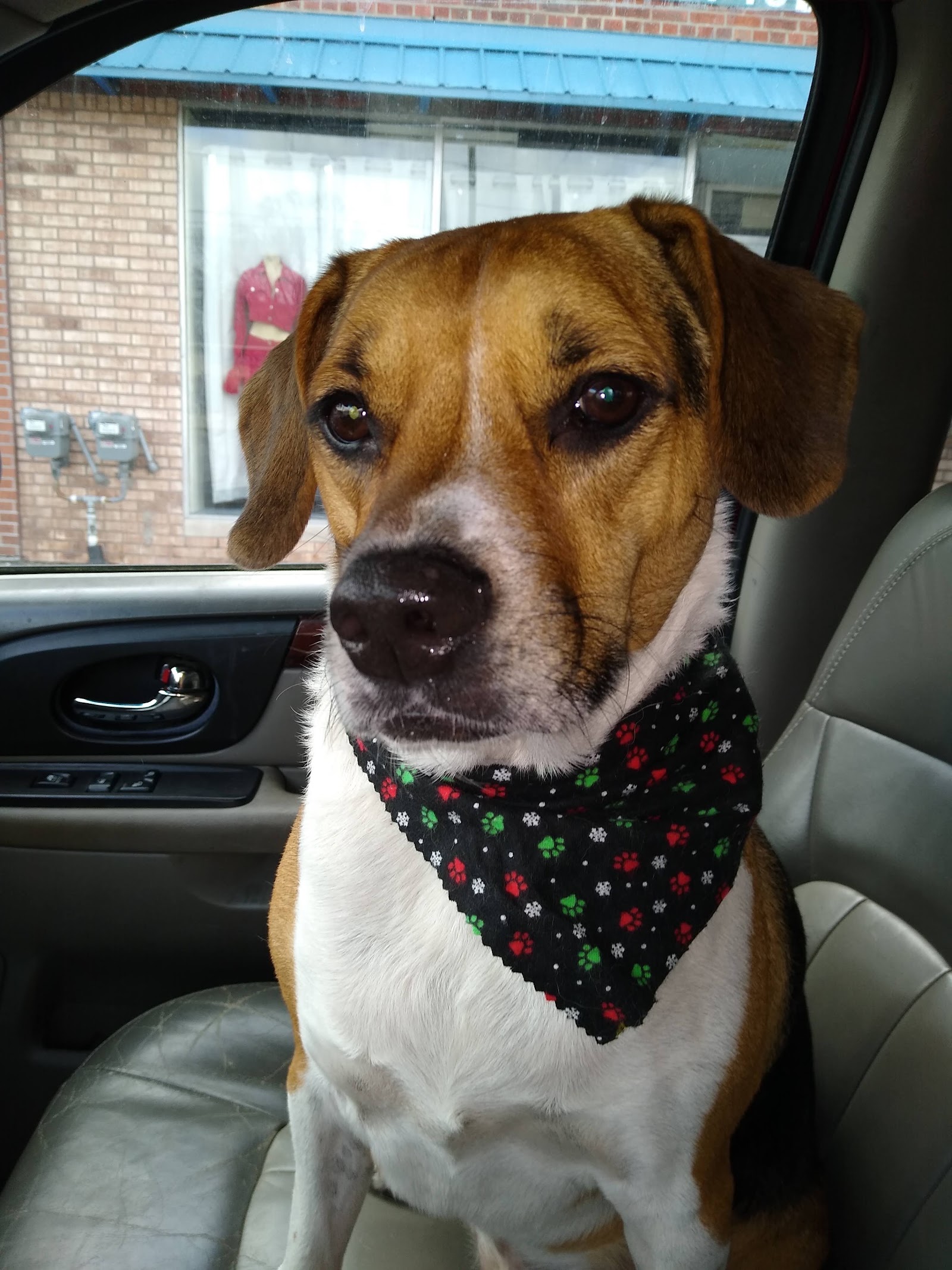 Laundra-Mutt in Eastpointe
